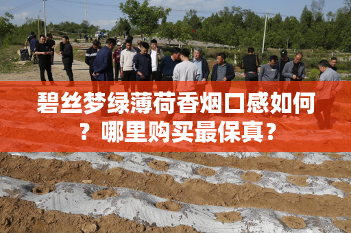 碧丝梦绿薄荷香烟口感如何？哪里购买最保真？