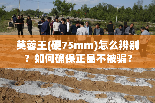 芙蓉王(硬75mm)怎么辨别？如何确保正品不被骗？